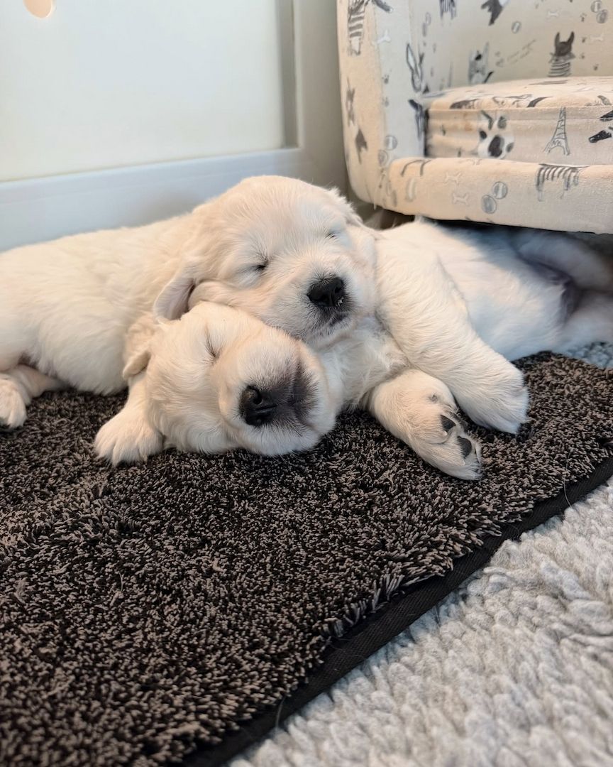 Liebevolle Golden-Retriever-Welpen suchen ihr Für-immer-Zuhause