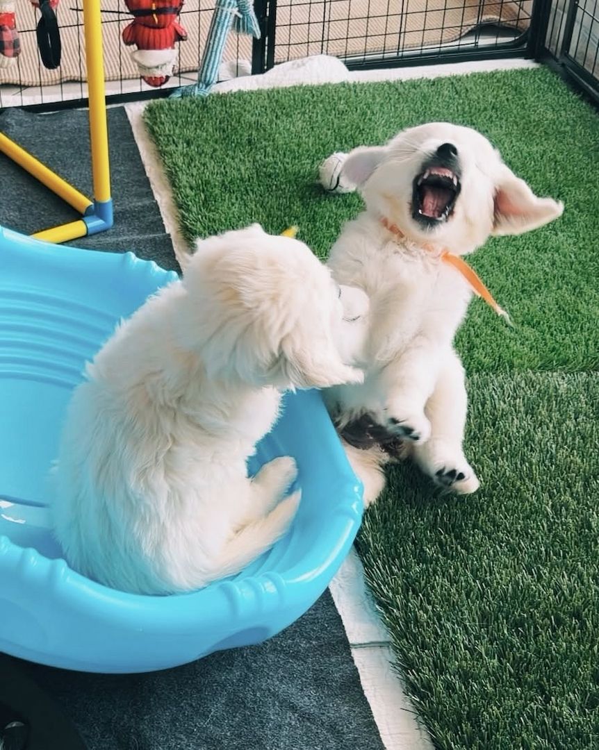 Wunderschöne Golden-Retriever-Welpen zu vermitteln