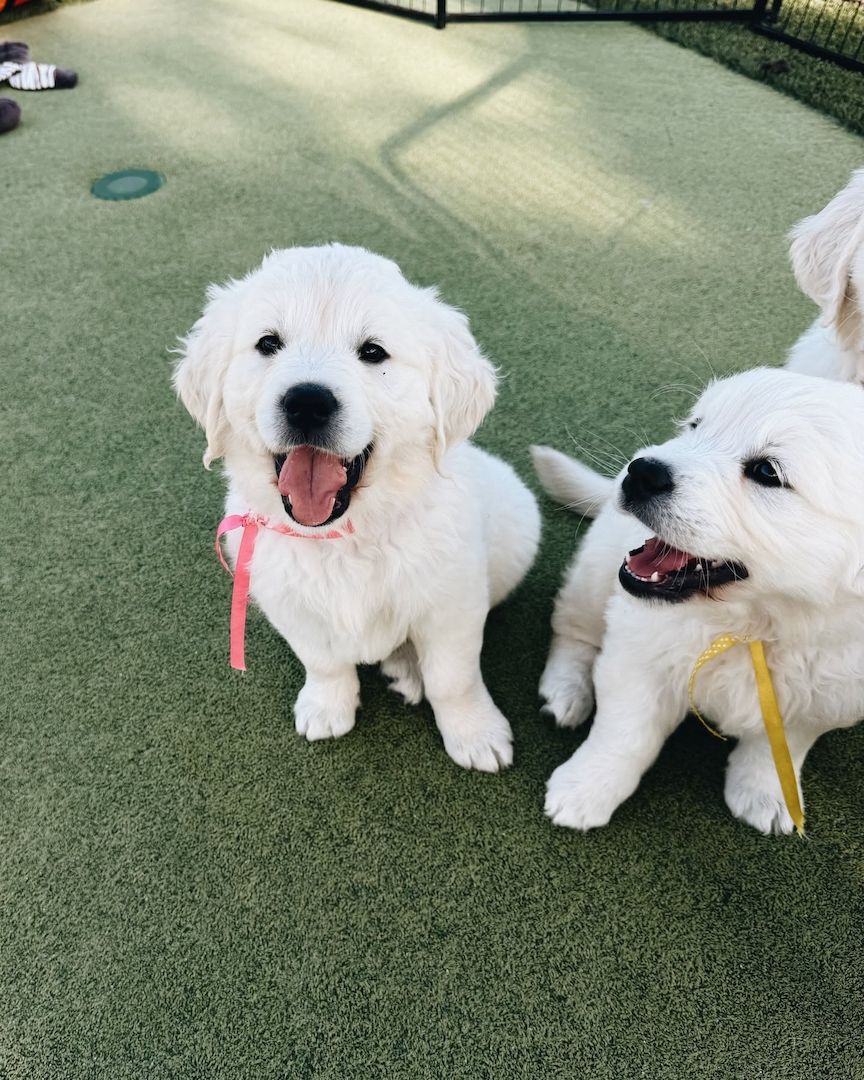 Wunderschöne Golden-Retriever-Welpen zu vermitteln