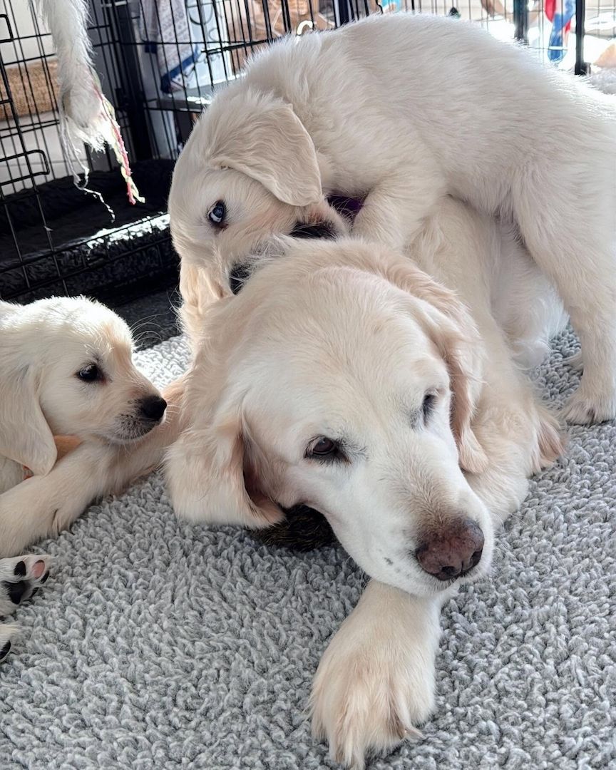 Familienfreundliche Golden Retriever suchen neue Besitzer