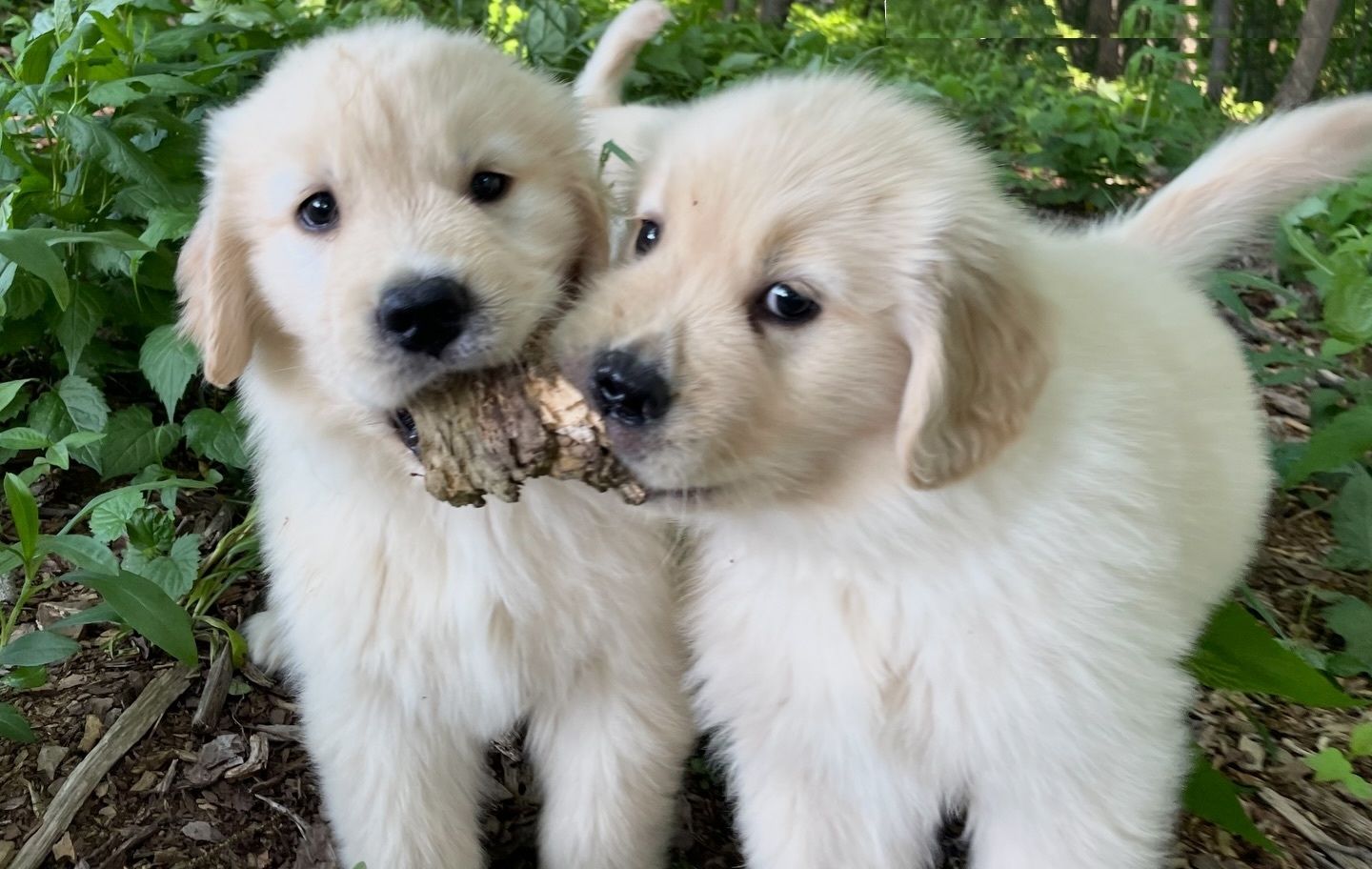 Bezaubernde Golden-Retriever-Welpen mit liebevoller Aufzucht