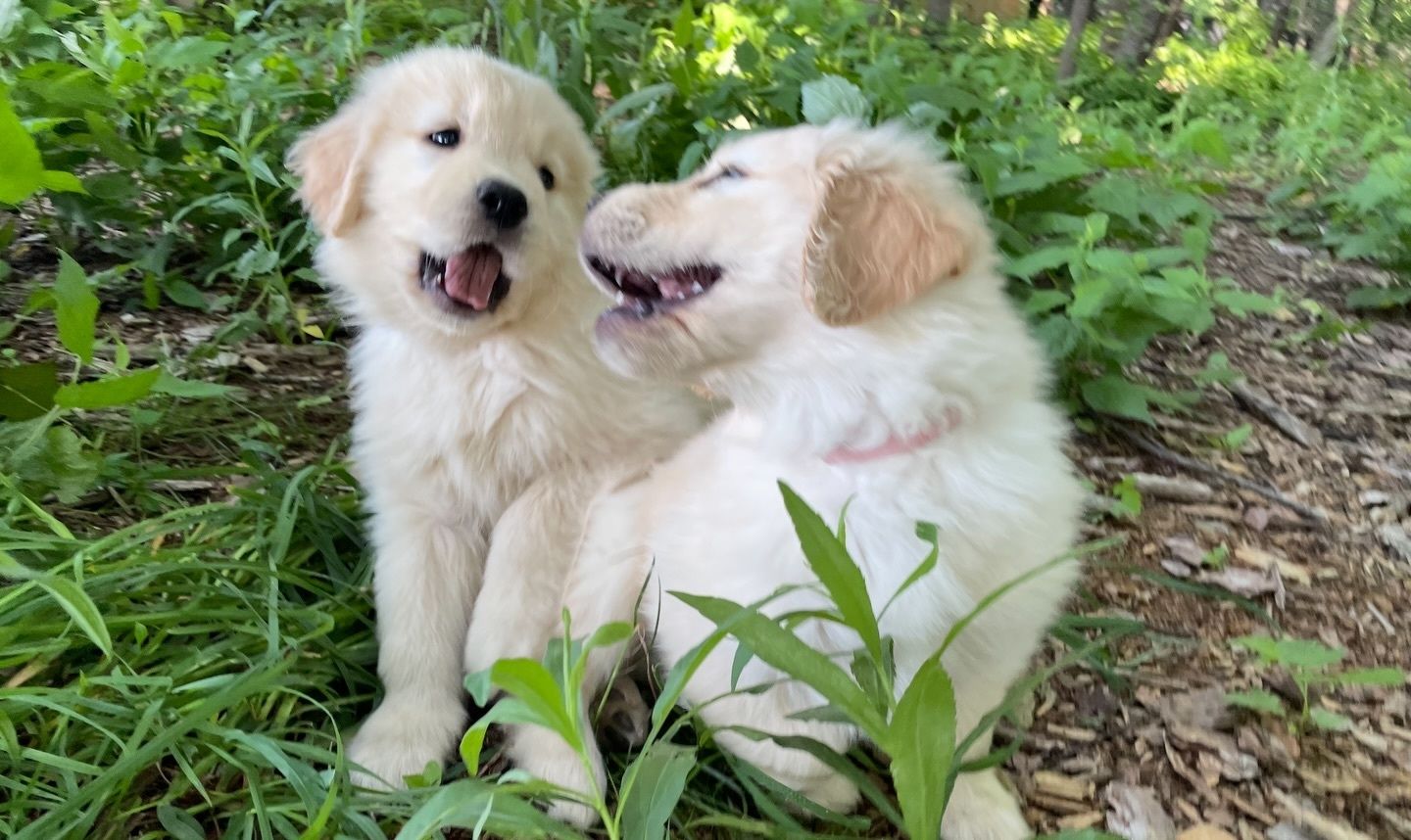 Bezaubernde Golden-Retriever-Welpen mit liebevoller Aufzucht