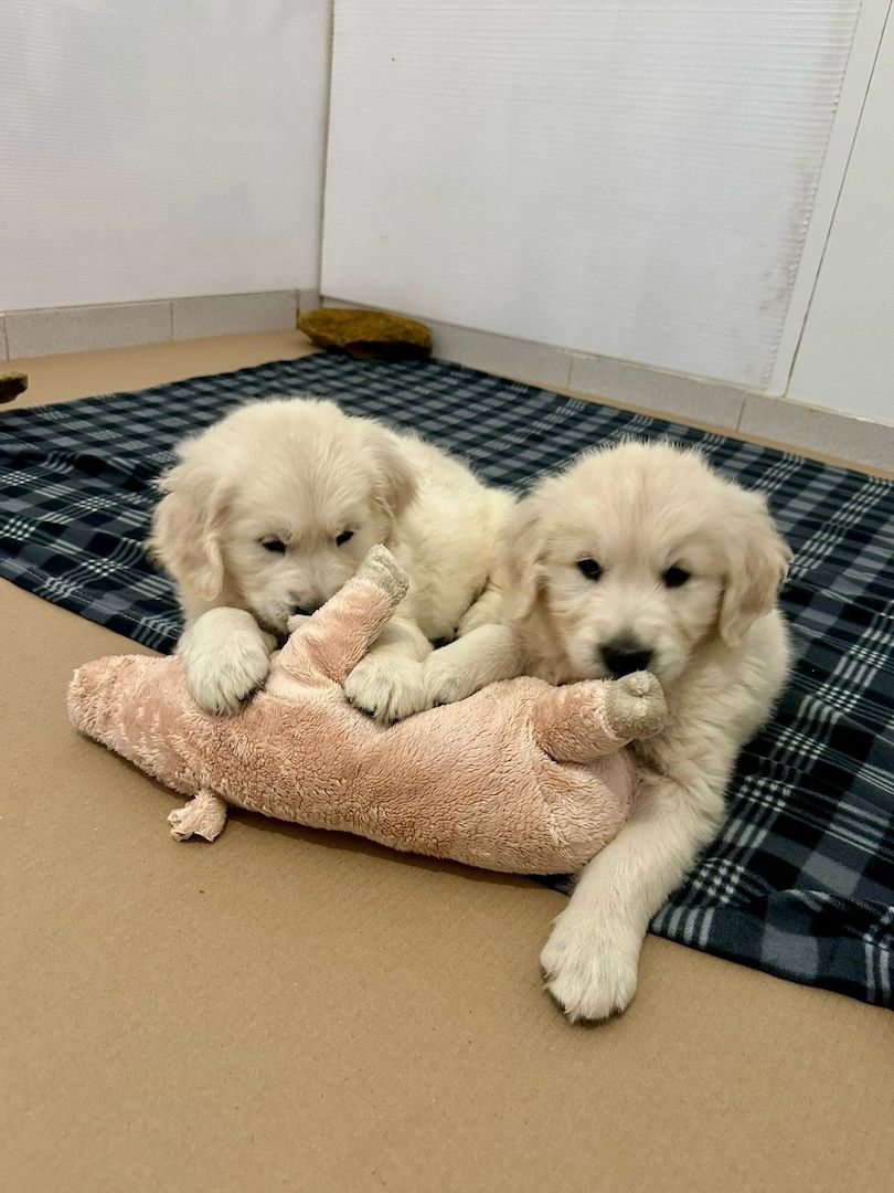 Golden-Retriever-Welpen – freundlich, verspielt und verschmust