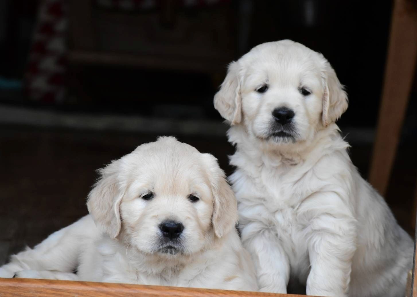 Traumhafte Golden-Retriever-Welpen warten auf ihr neues Zuhause