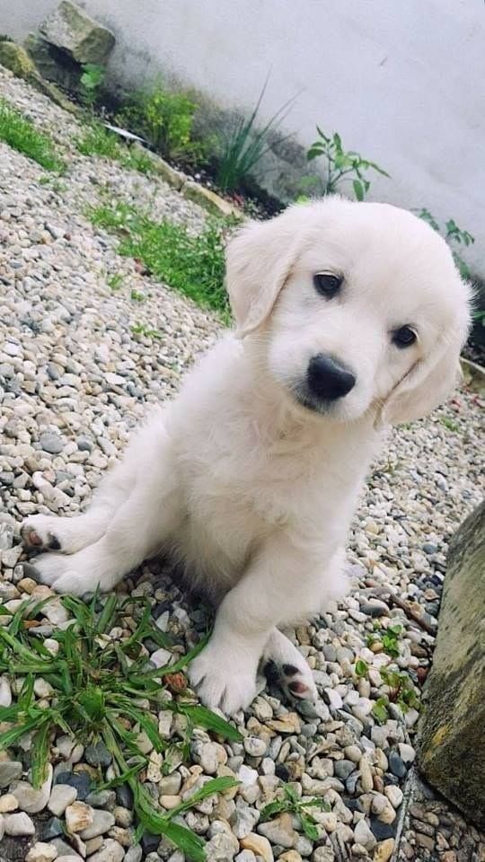 Golden Retriever – der perfekte Familienhund