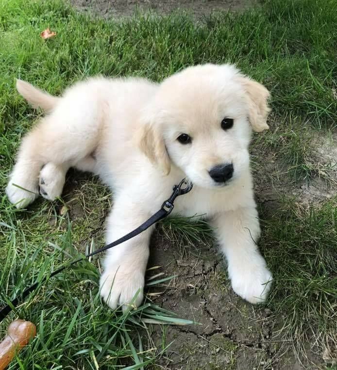 Golden Retriever – der perfekte Familienhund