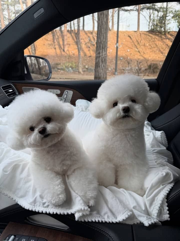 Wunderschöne Bichon-Frisé-Welpen suchen ein liebevolles Zuhause auf Lebenszeit