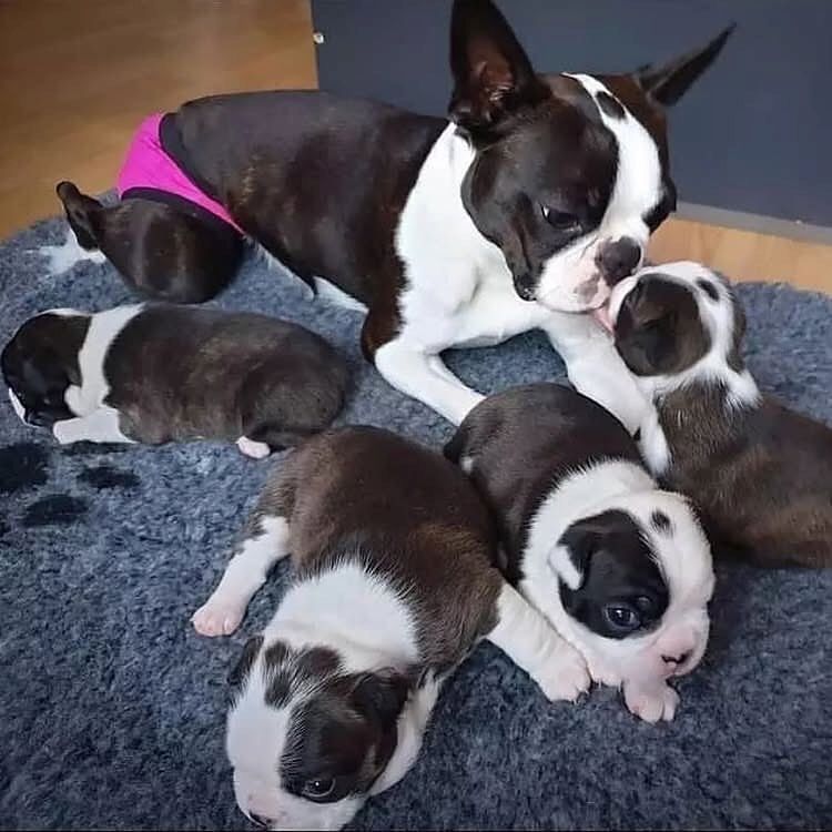Wunderschöne Boston-Terrier-Welpen suchen ein Zuhause fürs Leben