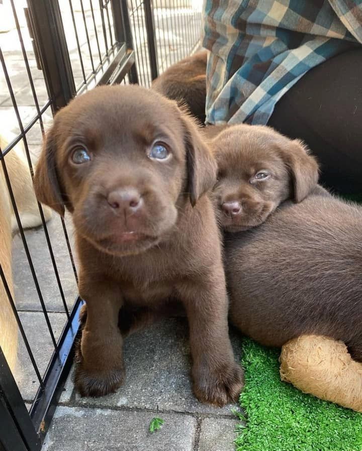 Wunderschöne Labrador-Retriever-Welpen suchen ein Zuhause fürs Leben