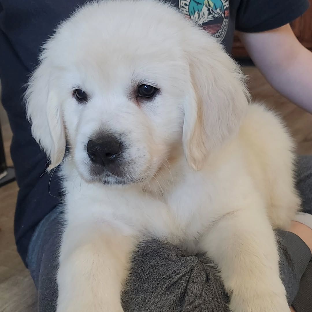 Einmal Golden Retriever – immer Golden Retriever