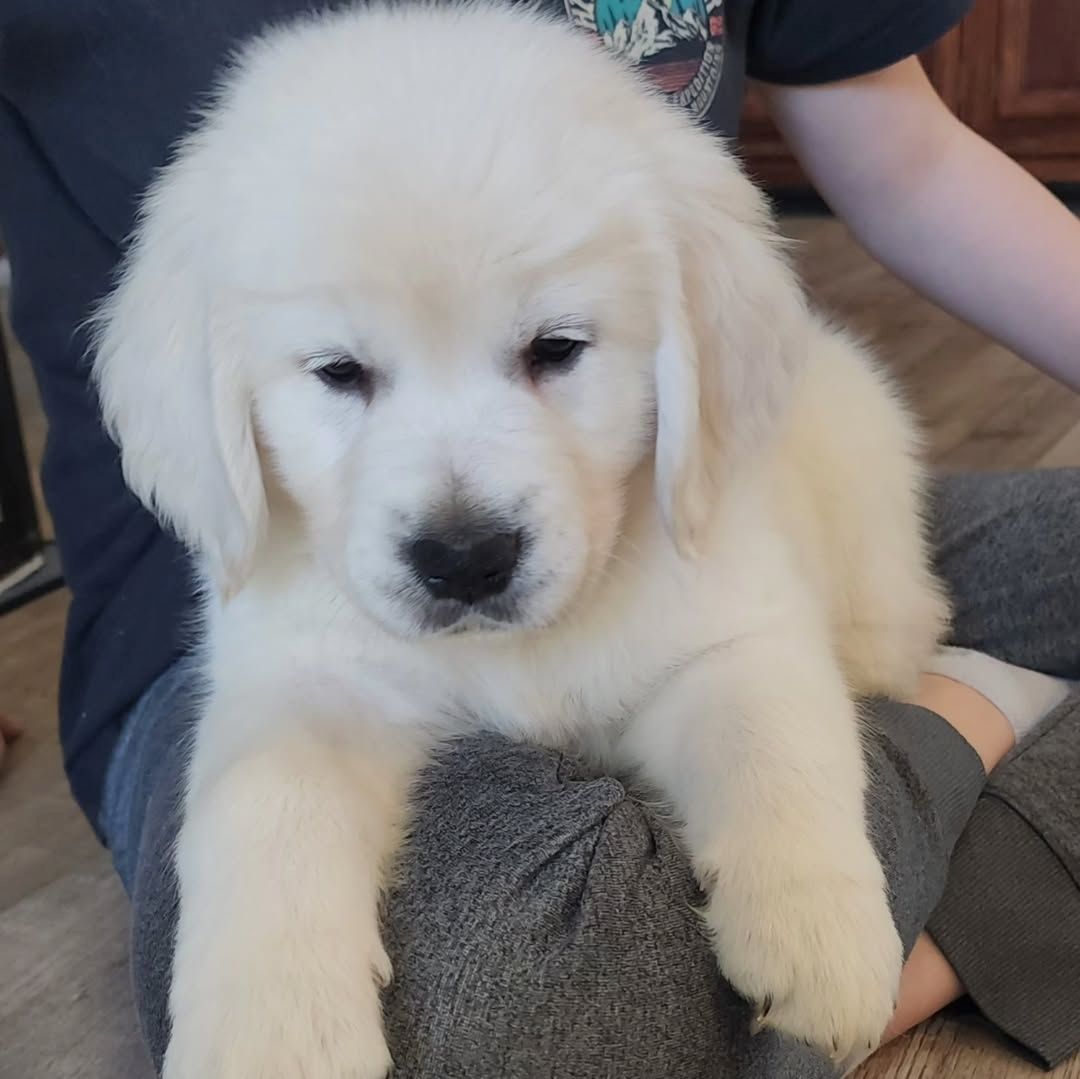 Einmal Golden Retriever – immer Golden Retriever