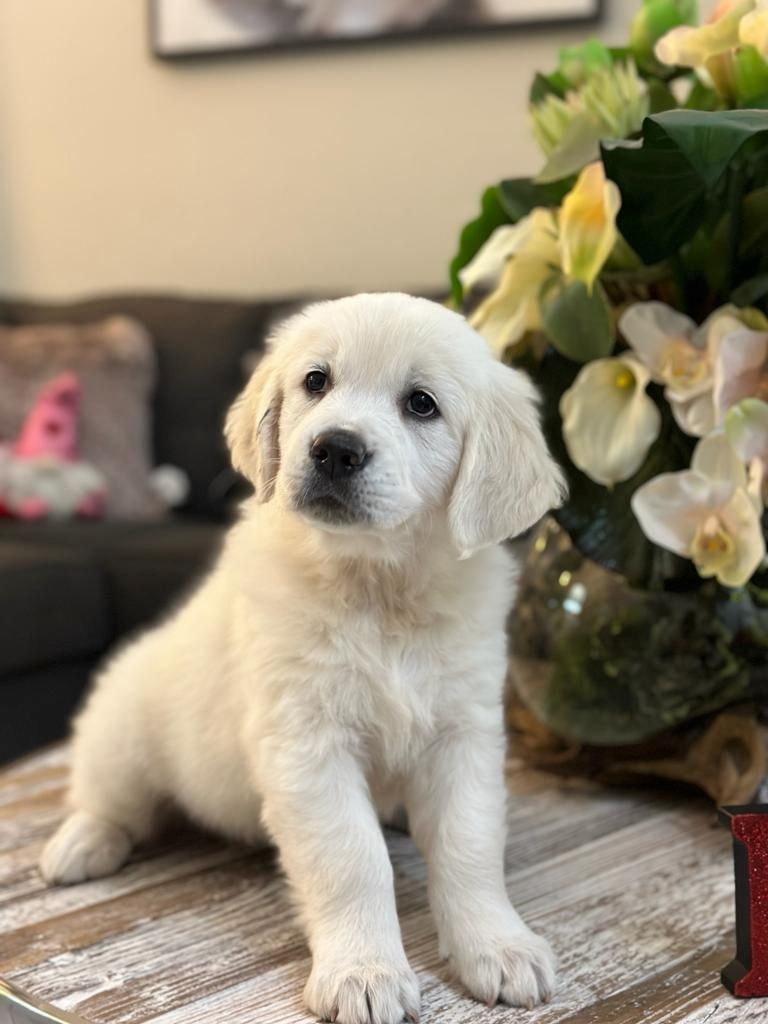 Liebevolle Golden-Retriever-Welpen suchen ihr Für-immer-Zuhause