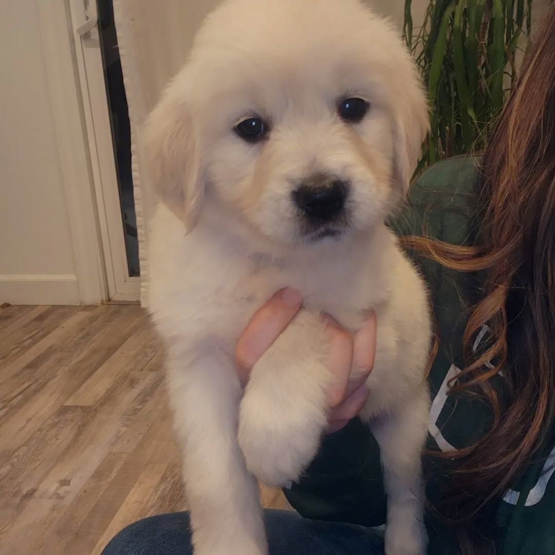 Charmante Golden-Retriever-Welpen ab sofort abzugeben