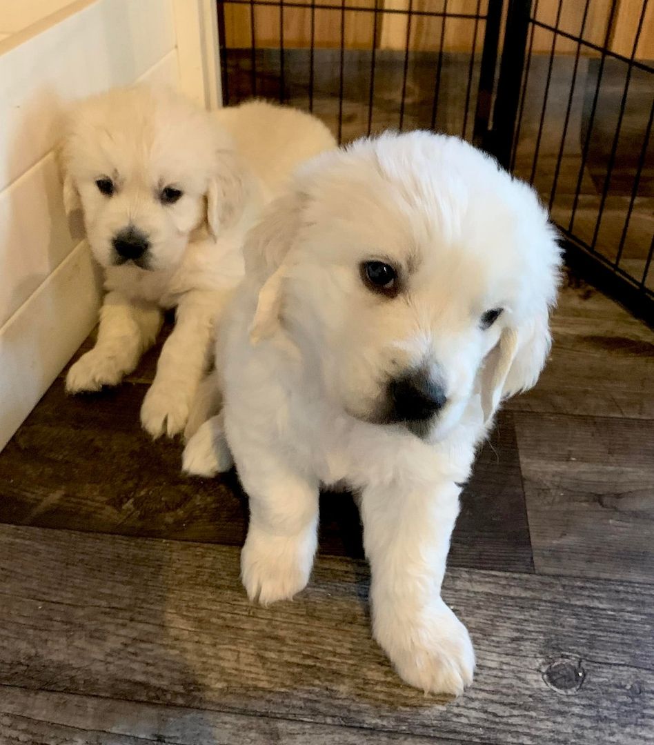 Treue Familienhunde suchen liebevolle Besitzer