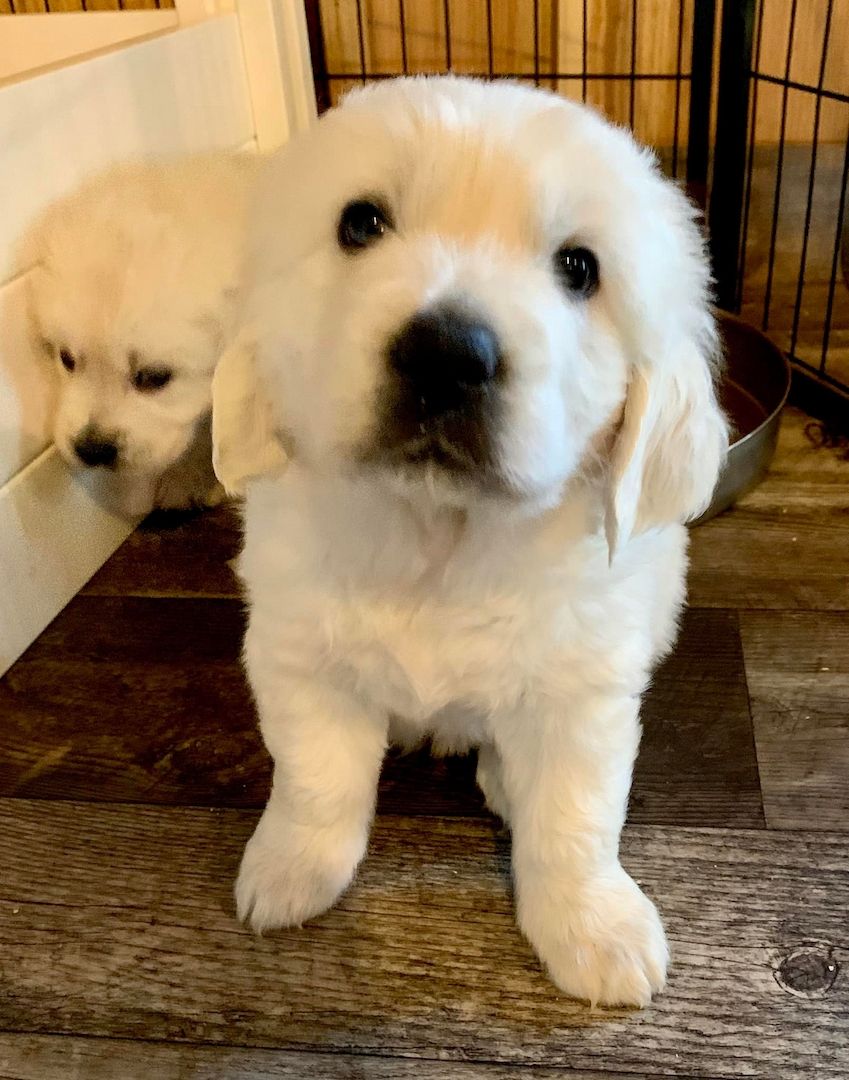Treue Familienhunde suchen liebevolle Besitzer