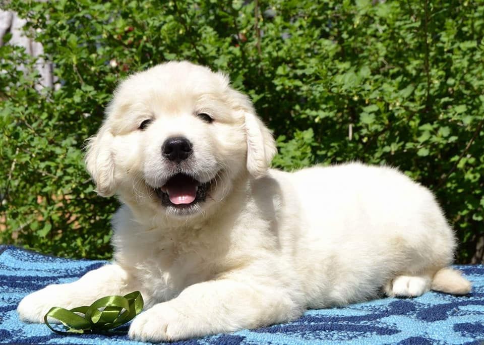 Golden-Retriever-Welpen – verspielt, freundlich und verschmust