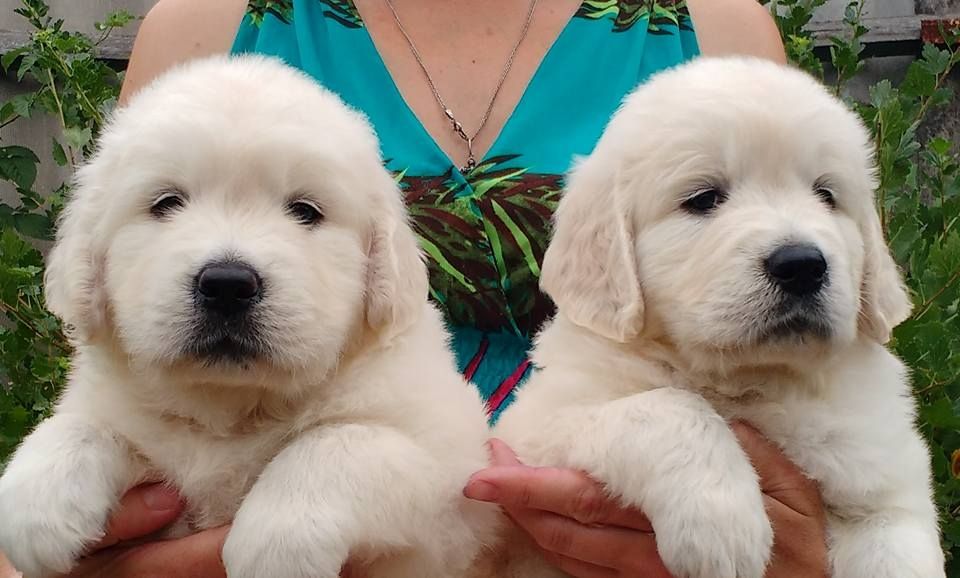Golden-Retriever-Welpen – verspielt, freundlich und verschmust