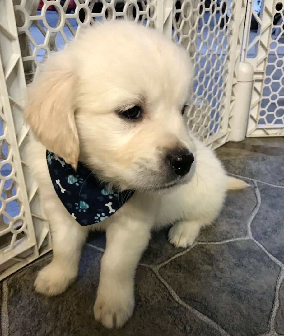 Wunderschöne Golden-Retriever-Welpen
