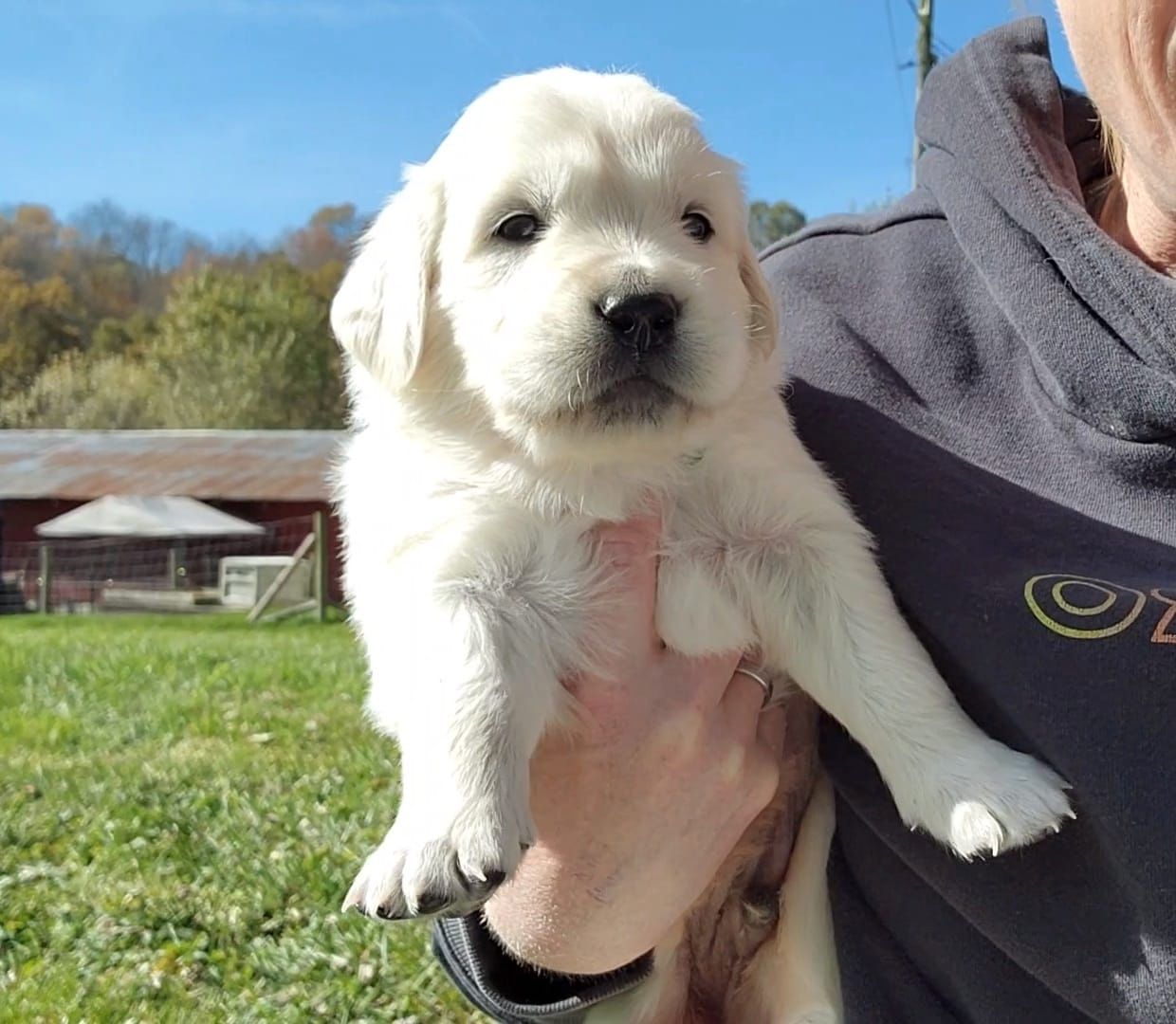 Familienfreundliche Golden-Retriever-Welpen suchen ein neues Zuhause