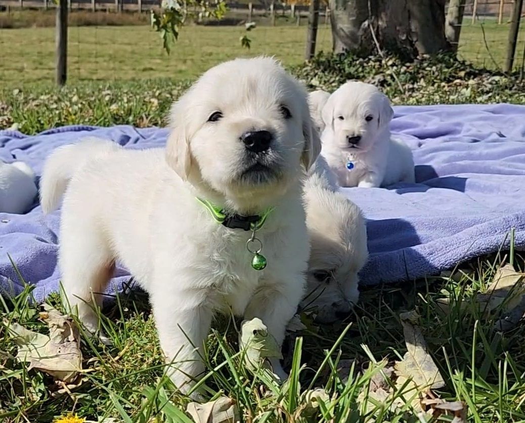 Familienfreundliche Golden-Retriever-Welpen suchen ein neues Zuhause