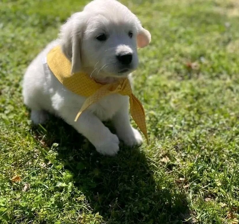 Golden-Retriever-Welpen mit Herz zu vermitteln