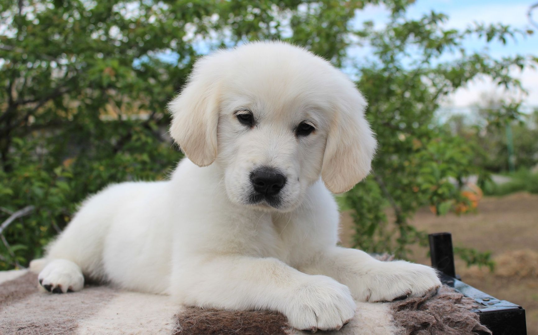 Süße Golden-Retriever-Welpen warten auf ihre neue Familie