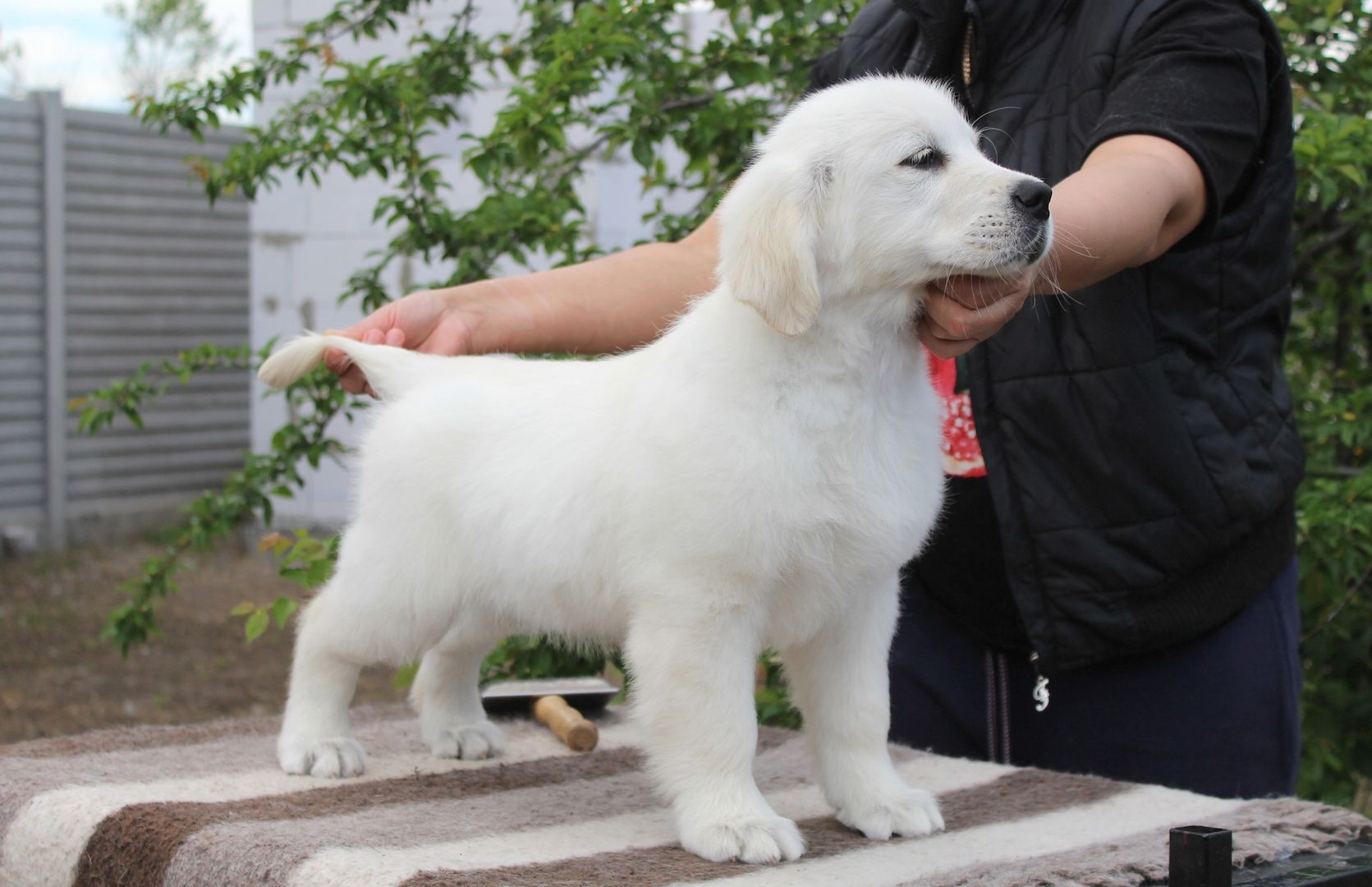 Süße Golden-Retriever-Welpen warten auf ihre neue Familie