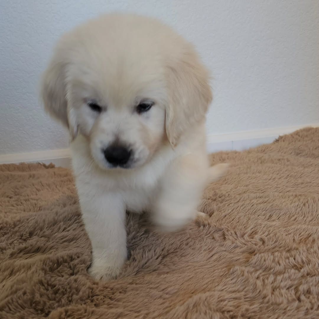 Golden-Retriever-Welpen – bestens sozialisiert und bereit zum Umzug