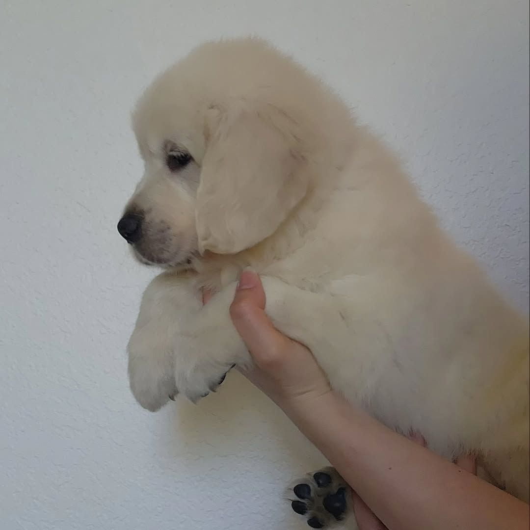 Golden-Retriever-Welpen – bestens sozialisiert und bereit zum Umzug