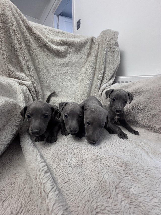 Blaue Whippet-Welpen zu vermitteln