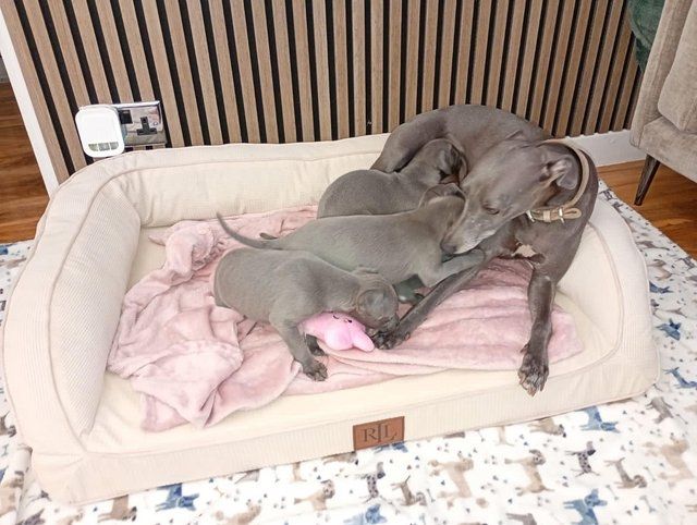 Blaue Whippet-Welpen zu vermitteln