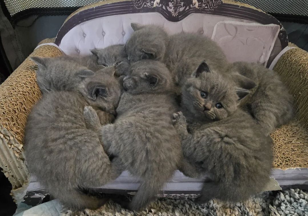Britisch Kurzhaar-Kätzchen zur Adoption