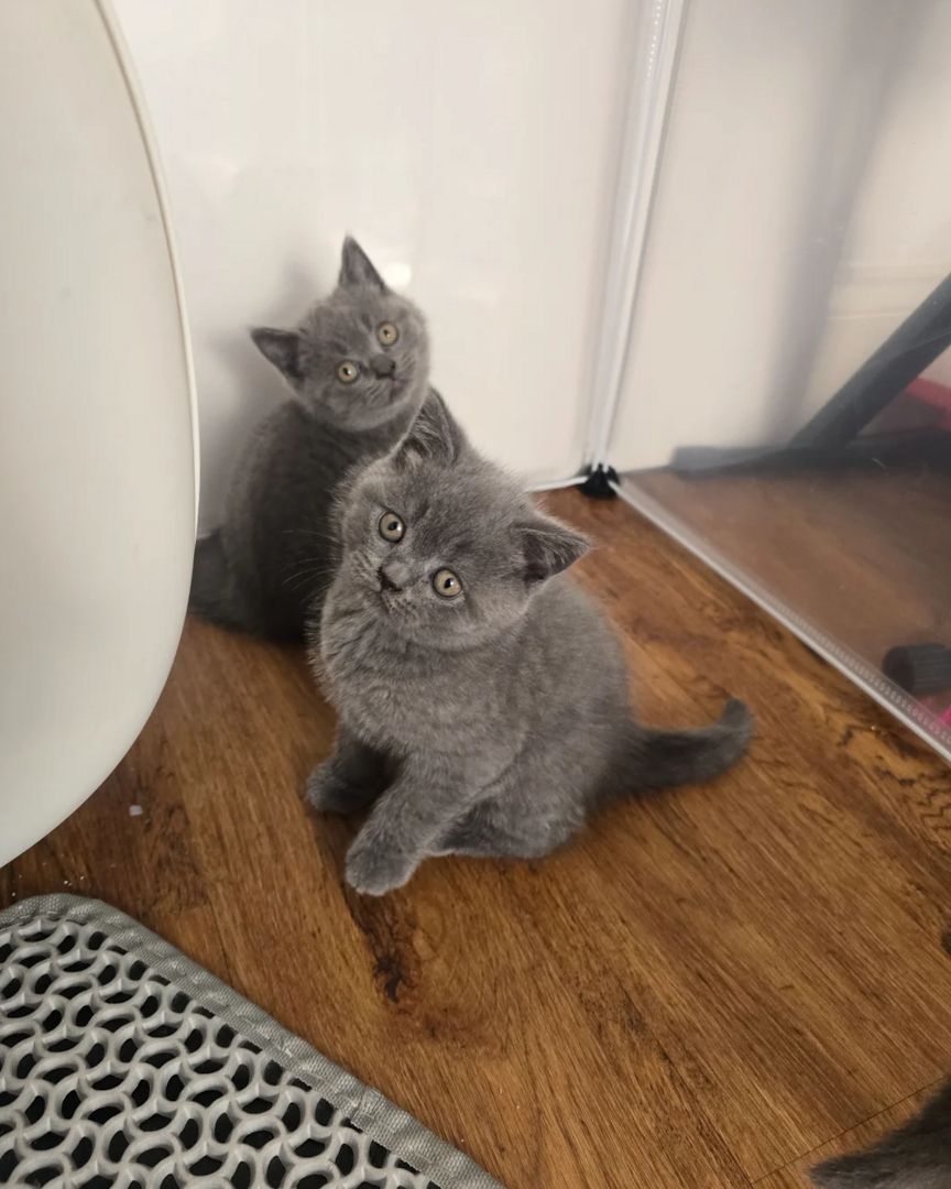 Britisch Kurzhaar-Kätzchen zur Adoption