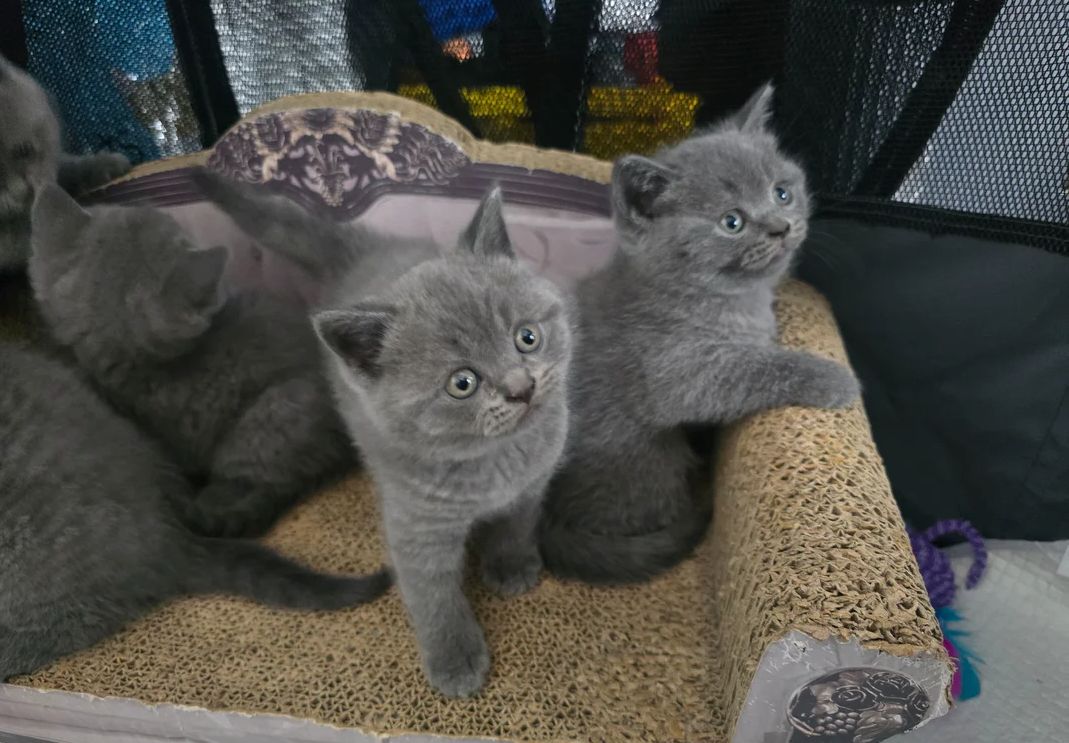 Britisch Kurzhaar-Kätzchen zur Adoption