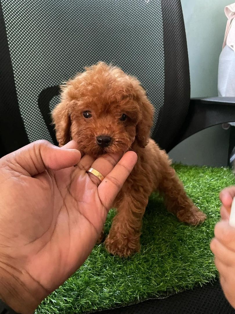 Der perfekte Familienhund wartet auf Sie
