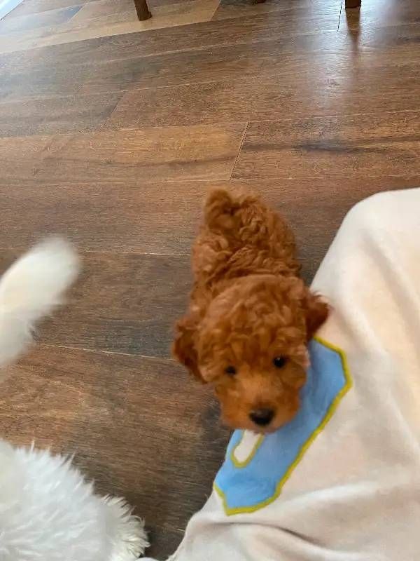 Zwergpudel – kleine Hunde mit großem Herzen