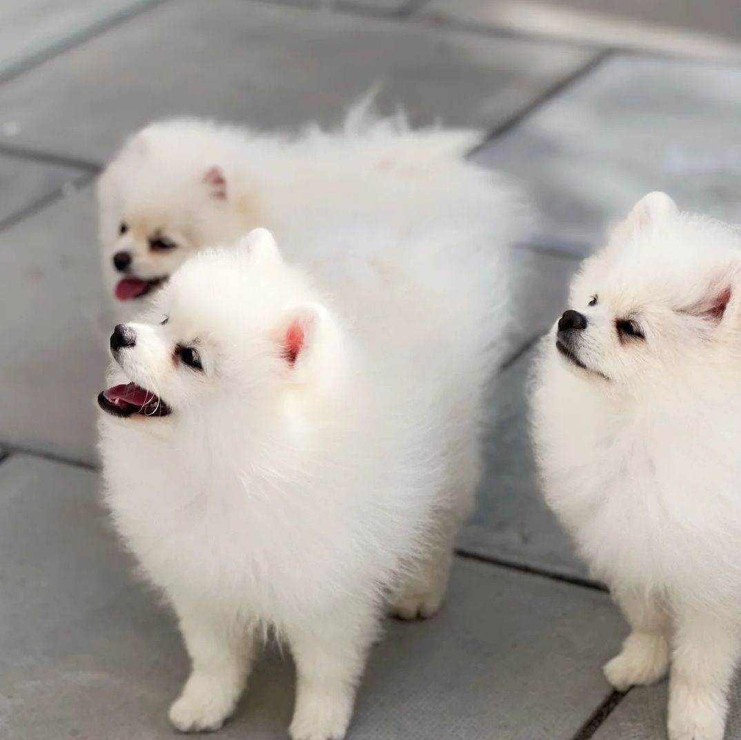 Pomeranian-Welpen zu verkaufen