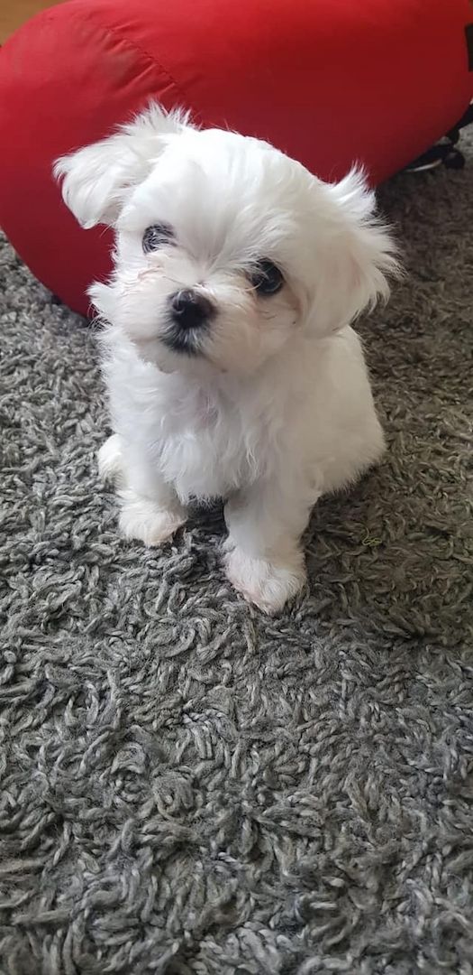 Flauschige Malteserwelpen suchen ihr neues Zuhause