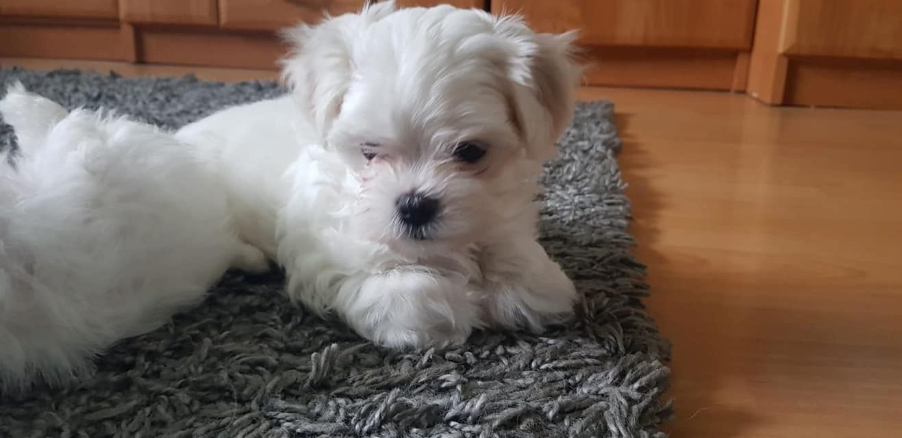 Flauschige Malteserwelpen suchen ihr neues Zuhause