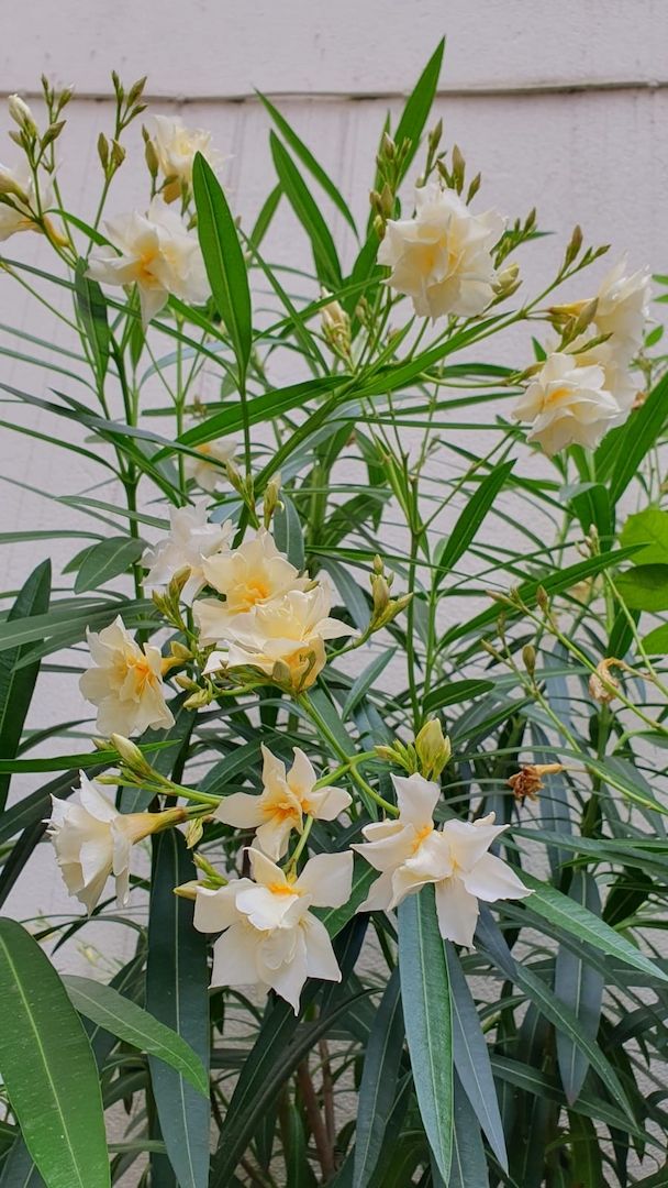 Oleander mit gelb gefüllten Blüten
