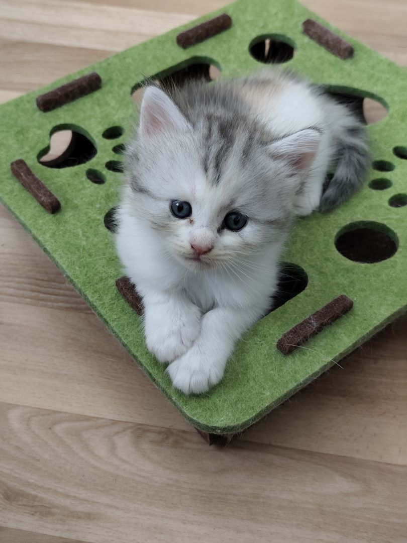 Maine Coon Kitten