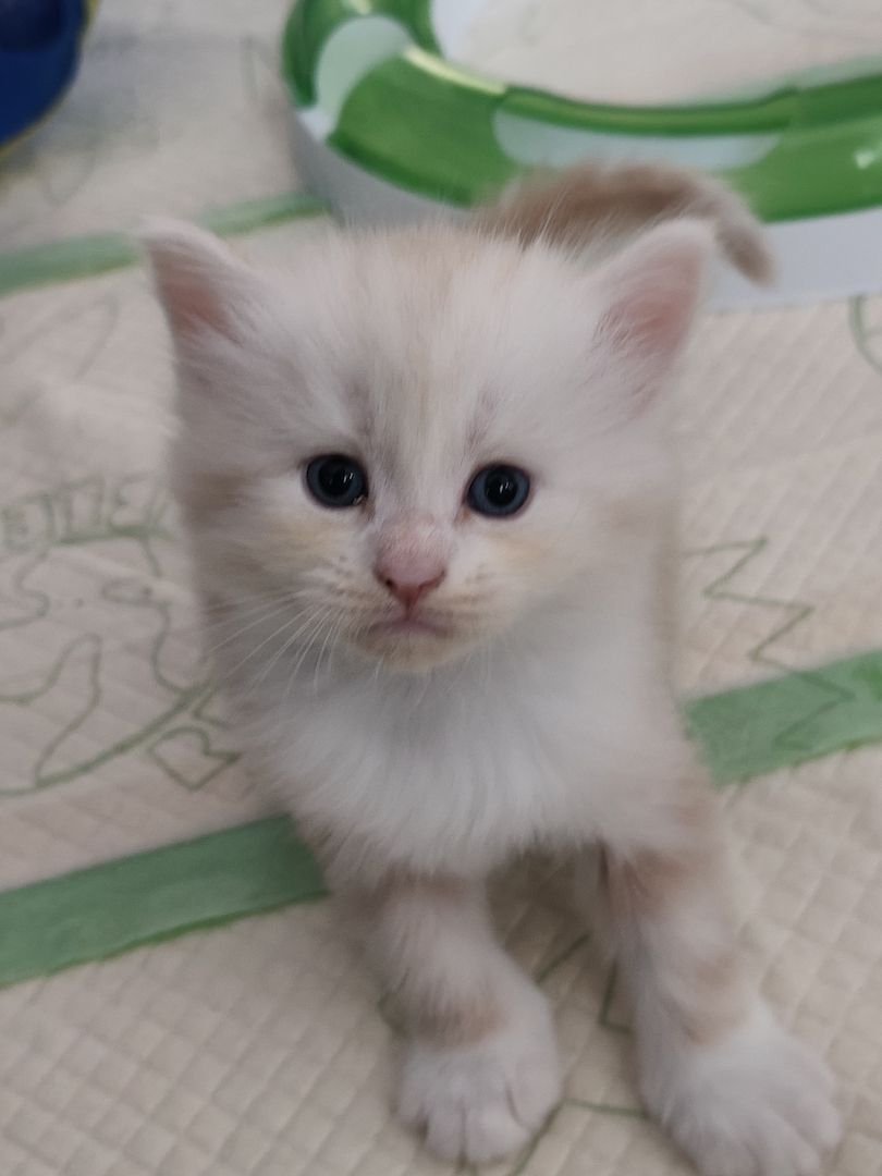 Maine Coon Kitten