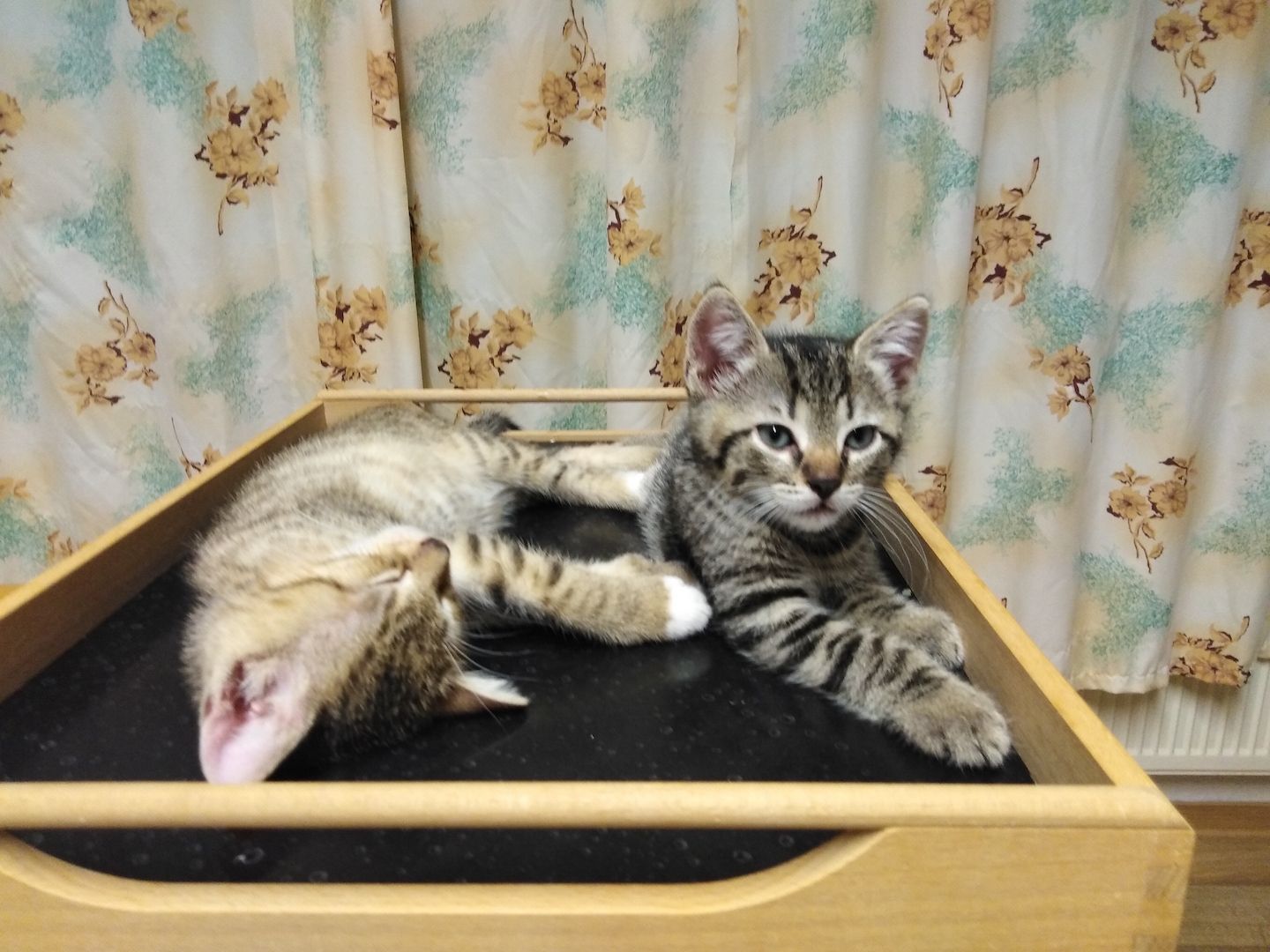 Katzenbaby weiblich sucht liebevolle Zuhause
