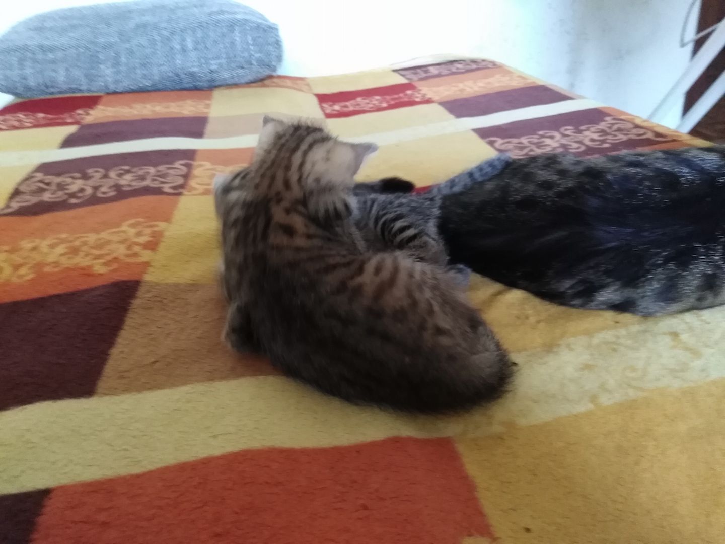 Katzenbaby weiblich sucht liebevolle Zuhause