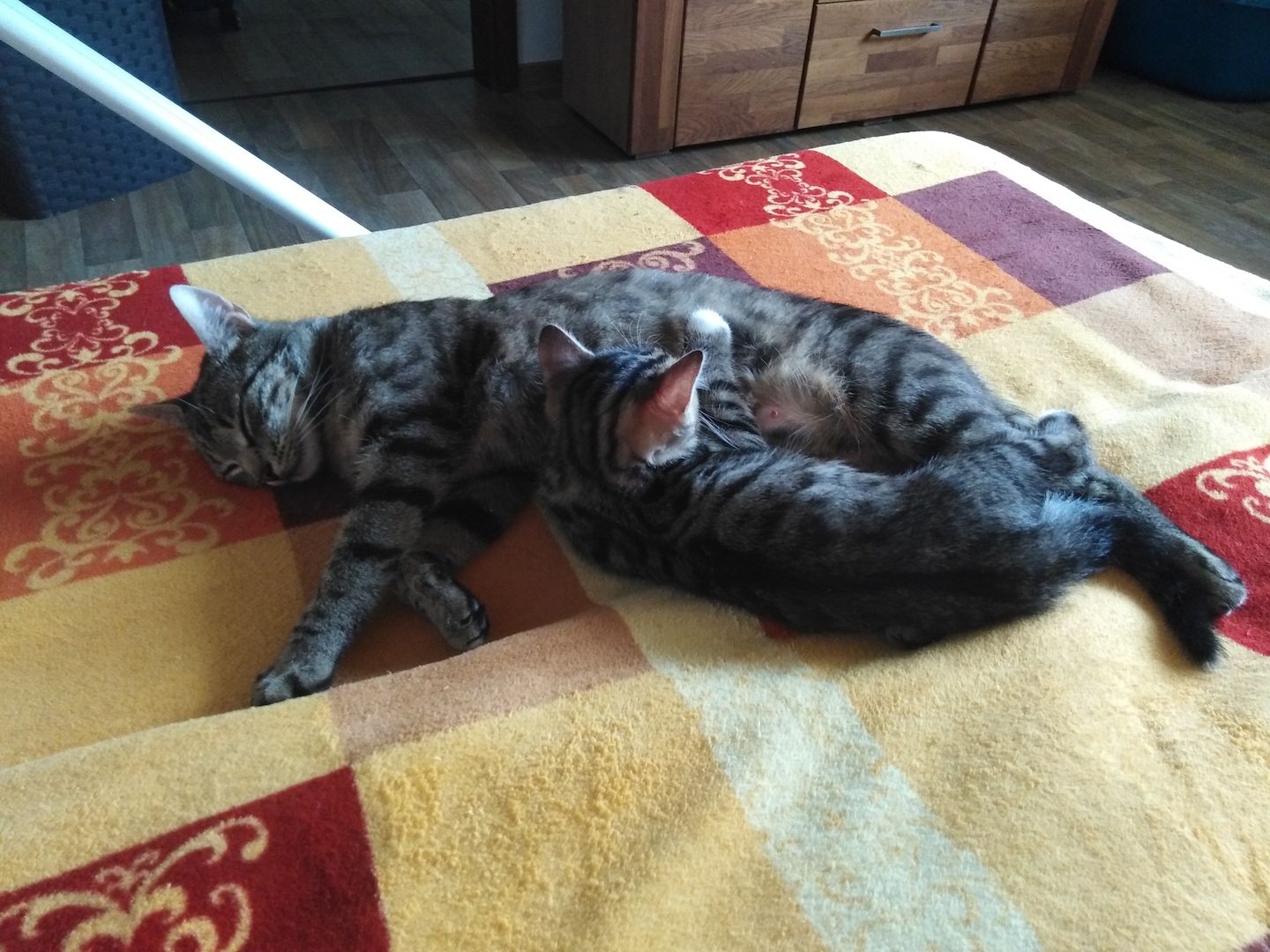 Katze sucht liebevolle Zuhause