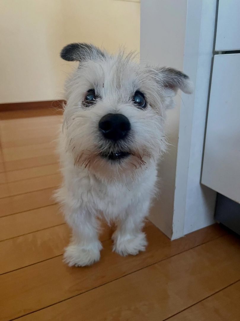Wunderschöne Jack-Russell-Terrier-Welpen suchen ein Zuhause fürs Leben