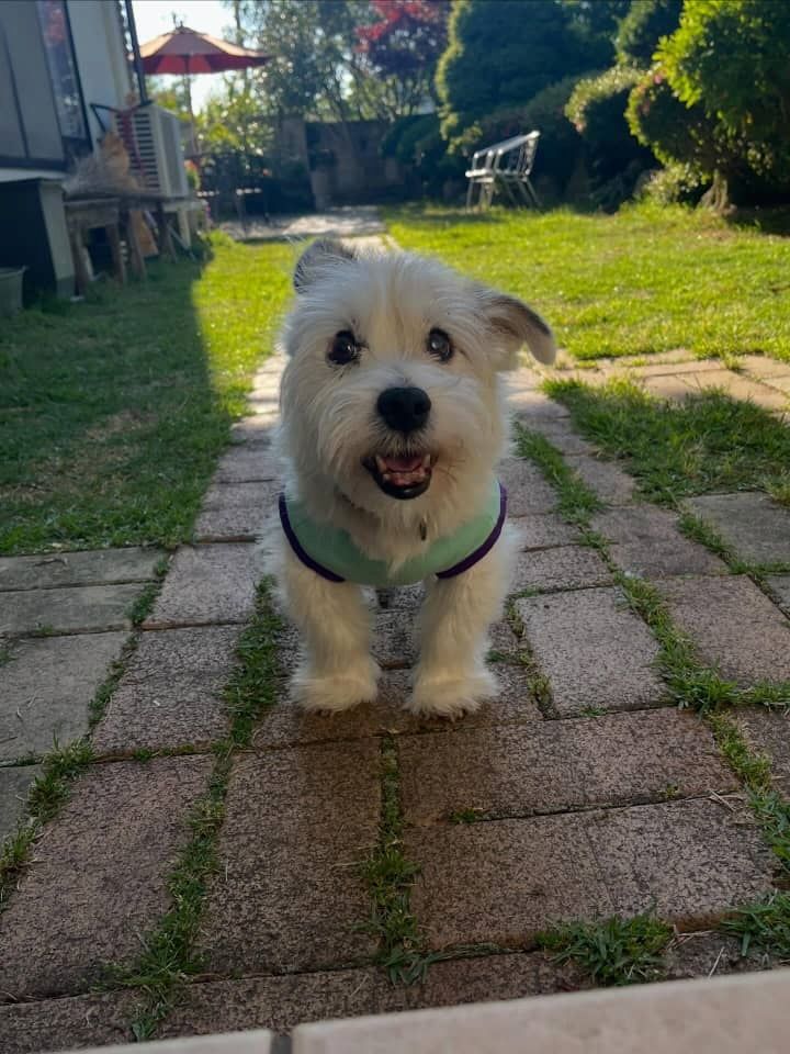 Wunderschöne Jack-Russell-Terrier-Welpen suchen ein Zuhause fürs Leben
