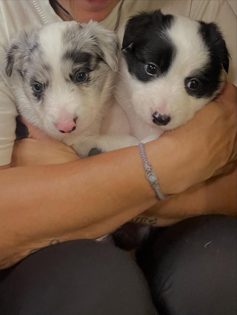 Wunderschöne Border-Collie-Welpen suchen ein Zuhause fürs Leben