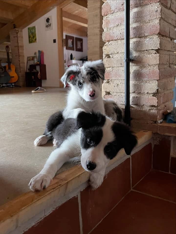 Wunderschöne Border-Collie-Welpen suchen ein Zuhause fürs Leben