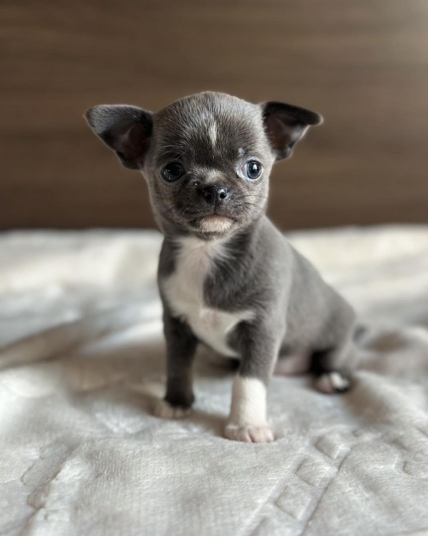 Wunderschöne Chihuahua-Welpen suchen ein liebevolles Zuhause für immer